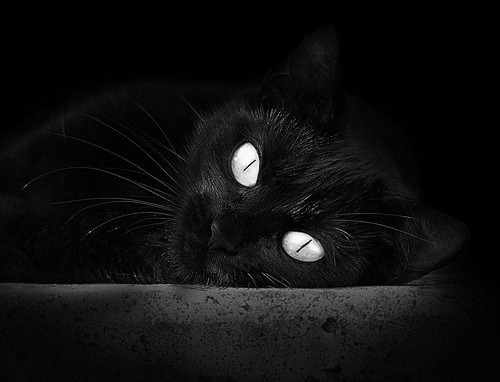 米兰体育APP-澳大利亚加强橄榄球基础设施建设，澳大利亚国家橄榄球联赛